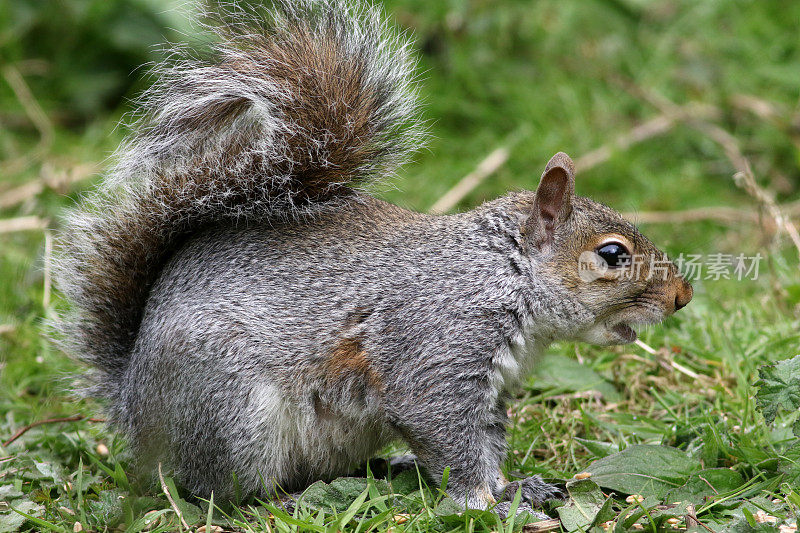 灰松鼠(Sciurus carolinensis)